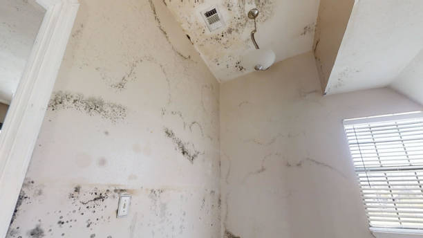 Reliable Forestdale, MA Mold Removal Solutions