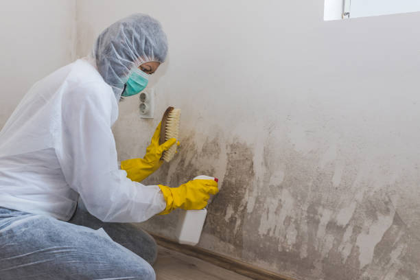 Best Mold Prevention Services  in Forestdale, MA