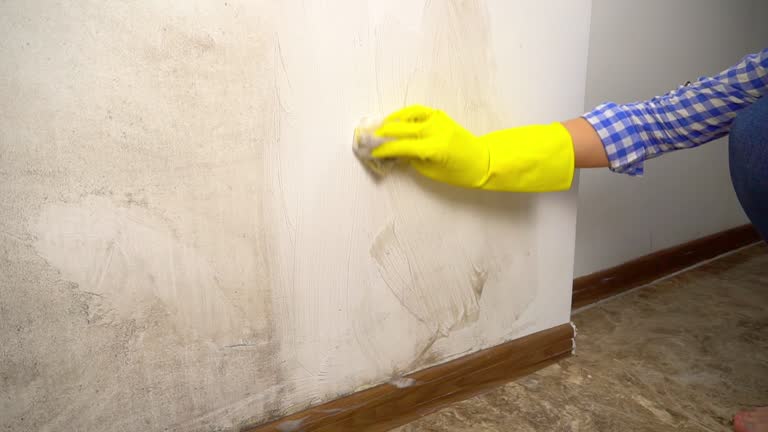 Best Environmental Consulting for Mold Prevention  in Forestdale, MA