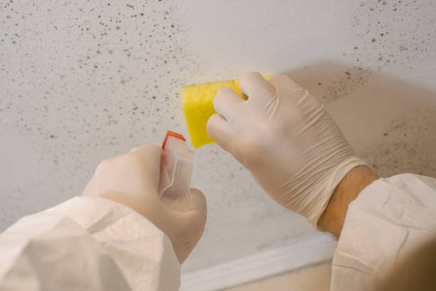 Best Comprehensive Air Testing for Mold Contaminants  in Forestdale, MA