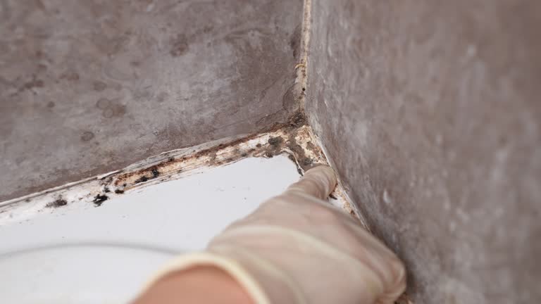 Best Post-Remediation Verification Testing  in Forestdale, MA