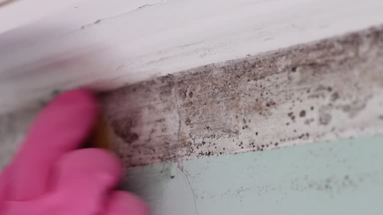 Best Residential Mold Inspection & Testing  in Forestdale, MA